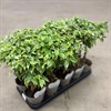 FICUS 12 CM BENJ. FLÄTAD STAM 1X10